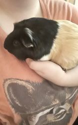 2 female Guinea pigs, mother and daughter. Must be bought together