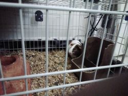 2 male Guinea pigs for sale with cage and cleaning equipment