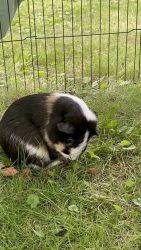Selling two guinea pigs