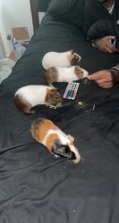 Guinea Pigs For Sale!!
