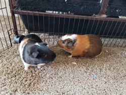 2 male guinea pigs with cage