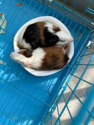 Male and Female Guniea Pigs for Sale..!!