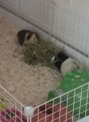 Guinea Pigs for Sale