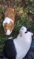 2 female guinea pigs with cage. Must stay together!