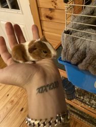 Guinea pigs for sale (babies and adults)