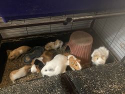 Friendly Furry Guinea pigs for sale