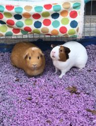 Two female guinea pig sisters