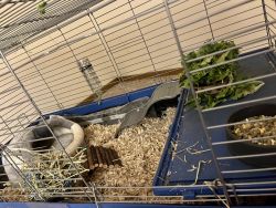 2 Female Guinea Pigs and all items to care for them