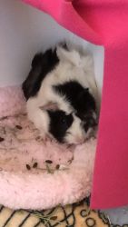 3 Female Guinea pigs (Under a Year Old)