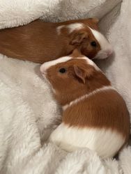 (Brothers) Guinea Pigs for sale