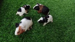 Pair of Guniea Pigs available for sale
