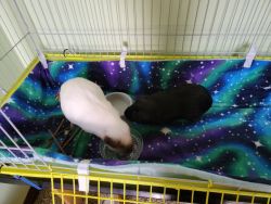 Two guinea pigs and a cage