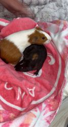 Guinea Pigs for sale!