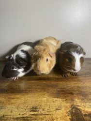 3 Young Guinea Pigs and Accessories (will sell separately)