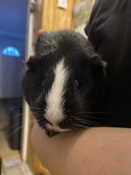 guinea pig and cage and food and bedding
