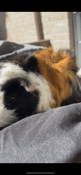 Baby boy Guinea pig for rehoming