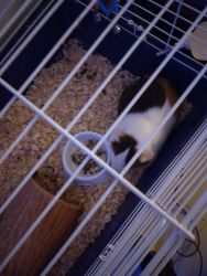 Guinea pig with cage for sale to good home