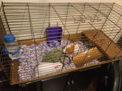 Guinea pig pair for sale