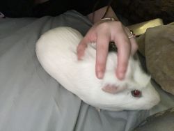 (CAGE Included) George Sweet Guinea Pig