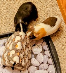 Guinea Pigs and Supplies