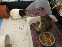 2 Female 2 years old Guinea Pigs