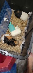 2 sets of bonded piggies need to be rehomed