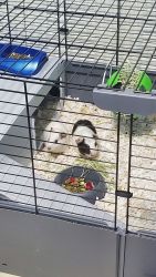 guinea pig for sale, cobayas en venta