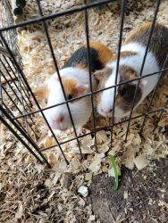 THREE YEAR OLD SISTER GUINEA PIGS NEED NEW HOME