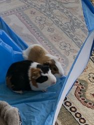 Free Guinea pigs with cage