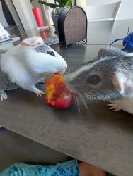 Two Guinea Pigs Looking for Loving Home