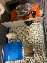 Guinea pigs to great home