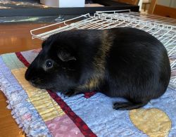 Guinea Pig, plus large cage and all supplies