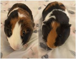 Squeaks & Nibbles - Guinea pig brothers