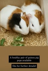 Healthy guinea pig pups