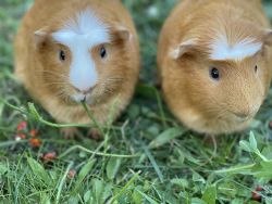 2 male Guinea pigs (brothers)