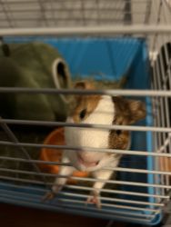 Guinea pig for 30-40$ (Negotiatitable between those prices)