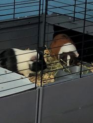 2 Guinea pigs and cage for sale
