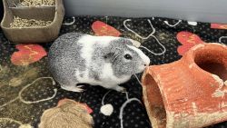 3 loving male Guinea pigs with cage and accessories