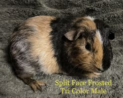 Young Healthy Guinea Pigs Ohio