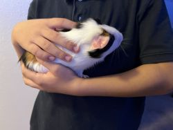 Two 4month male Guinea pigs