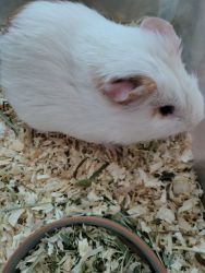 Short-haired male guinea pig