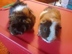 Male guinea pigs available