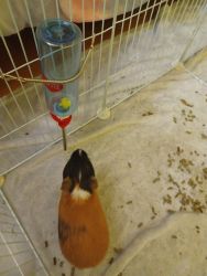 4 guinea pigs for sale