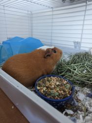 Guinea pigs for sale with supplies