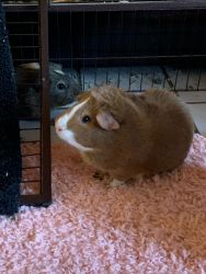 2 Guinea pigs and large cage for sale