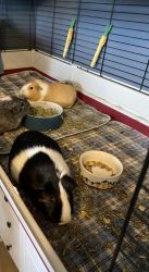 3 females with cage - Penelope/Sanne/Snickers