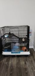 Guinea Pig, cage, and supplies for sale