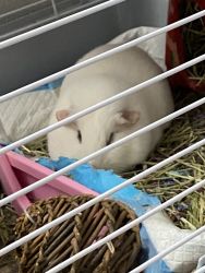 Two little girl Guinea pigs for sale