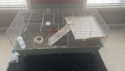2 Guinea pigs for sale. Complete set up