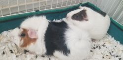 2 Guinea Pigs >Mother/Daughter Pair